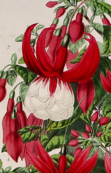 9 - Empereur Des Fuchsias.JPG