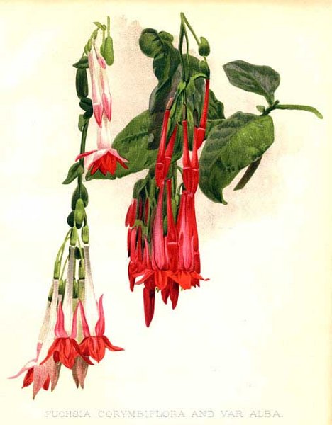 F. corymbiflora - F. boliviana.JPG