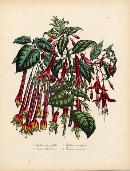 F. macrantha - F. splendens - F. serratifolia - F. radicans.JPG