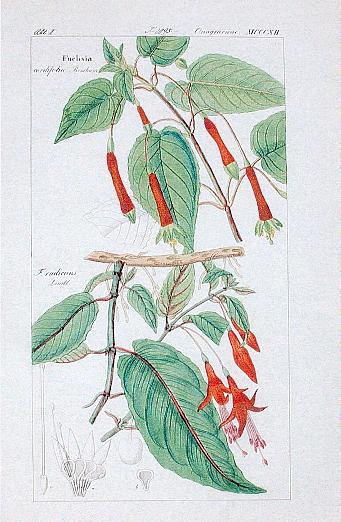 F. radicans - F. cordifolia.JPG