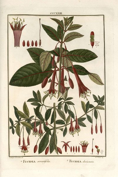 F. serratifolia - F. decussata 2.JPG