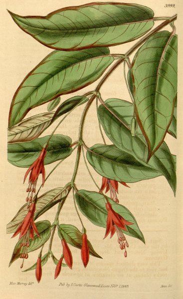 Fuchsia alpestris.JPG