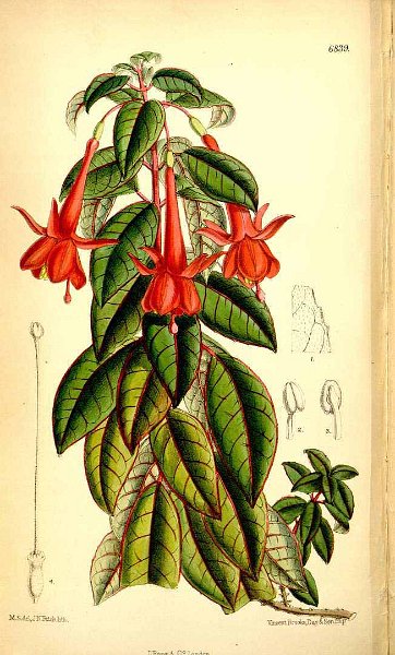 Fuchsia ampliata.JPG