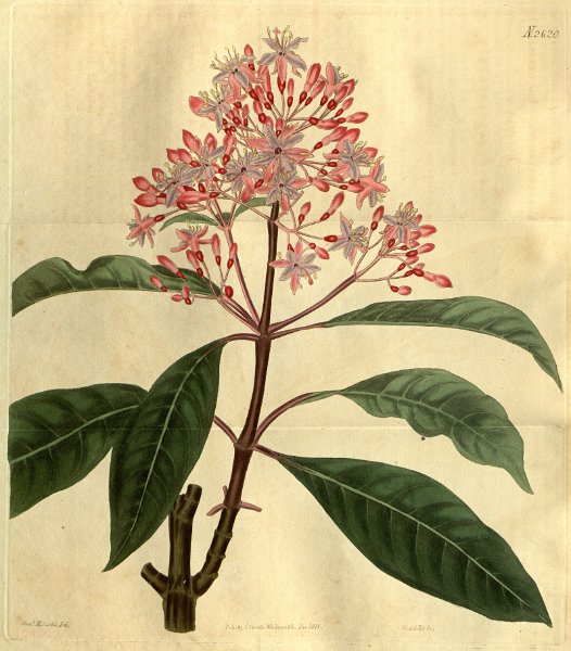 Fuchsia arborescens (drawing C.M. Curtis).JPG