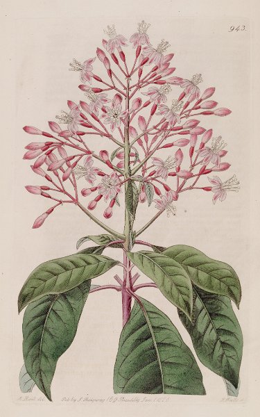 Fuchsia arborescens (drawing M. Hart).JPG