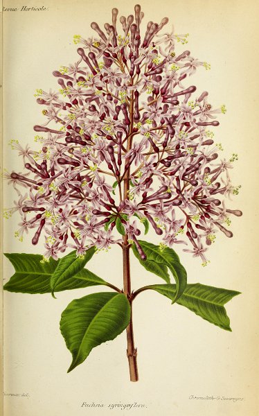 Fuchsia arborescens syringaeflora.JPG