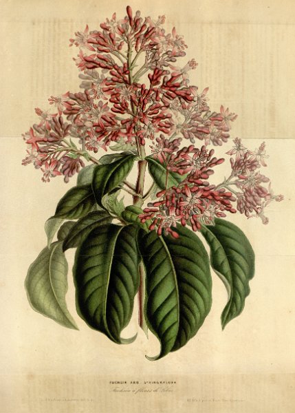 Fuchsia arborescens var. syringaeflora (drawing L. Stroobant).JPG