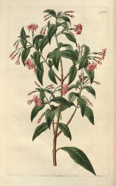 Fuchsia bacillaris (drawing S.A. Drake).JPG