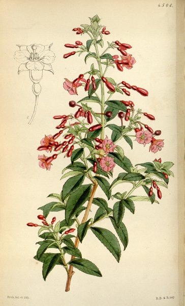 Fuchsia bacillaris (drawing W.H. Fitch).JPG