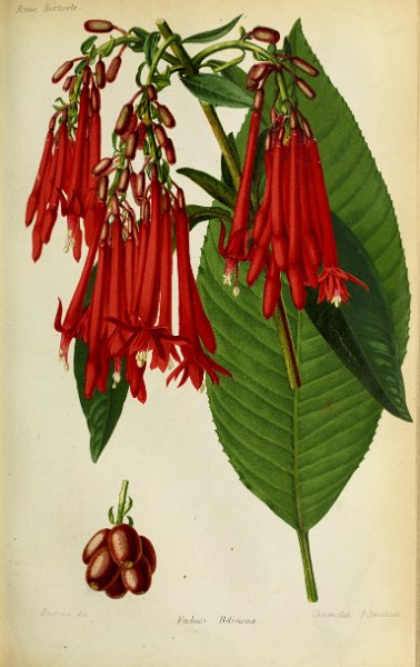 Fuchsia boliviana.JPG