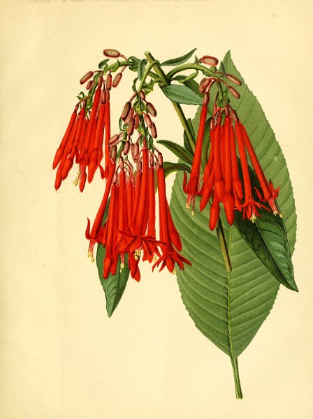 Fuchsia bolviana .JPG