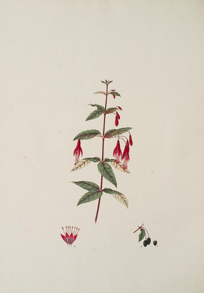 Fuchsia coccinea (drawing J.S. Kerner).JPG