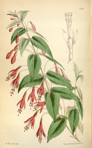 Fuchsia coccinea (drawing W.H. Fitch).JPG