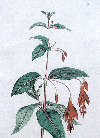 Fuchsia coccinea 1.JPG