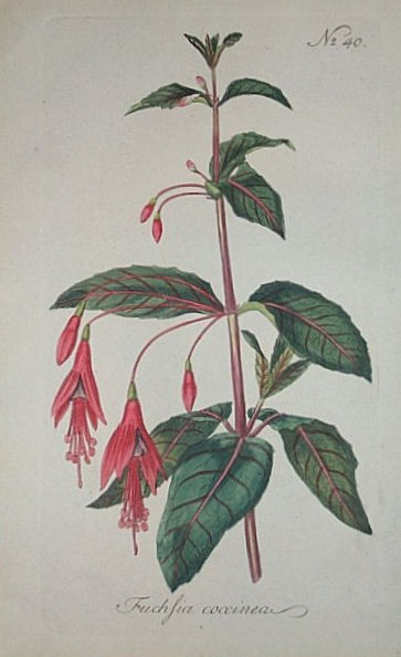 Fuchsia coccinea 2.JPG