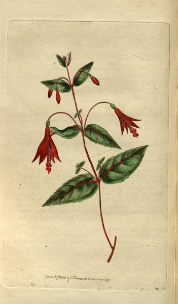 Fuchsia coccinea 4.JPG