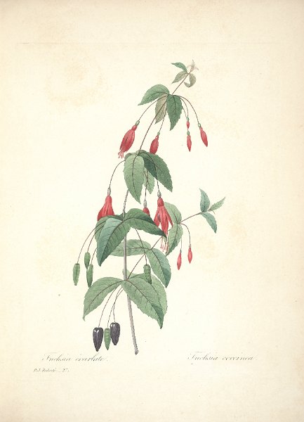 Fuchsia coccinea 5.JPG