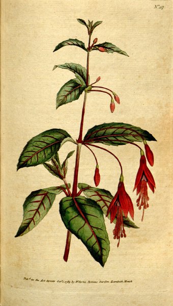 Fuchsia coccinea 7.JPG