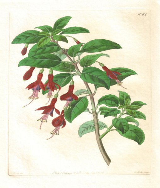 Fuchsia conica.JPG