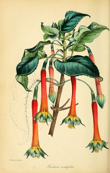 Fuchsia cordifolia (drawing S. Holden).JPG