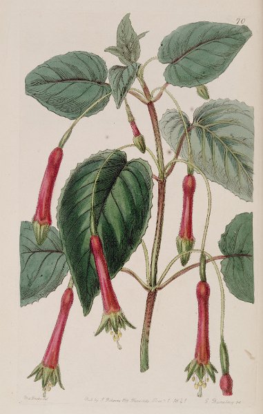 Fuchsia cordifolia (drawing S.A. Drake).JPG