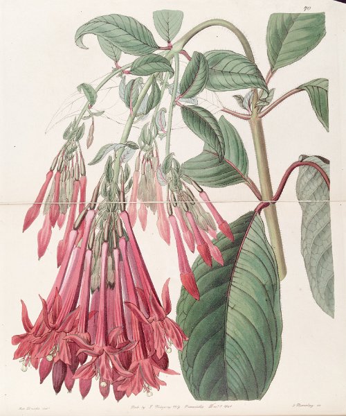 Fuchsia corymbiflora (drawing S.A. Drake).JPG