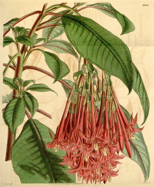 Fuchsia corymbiflora (drawing W.H. Fitch).JPG