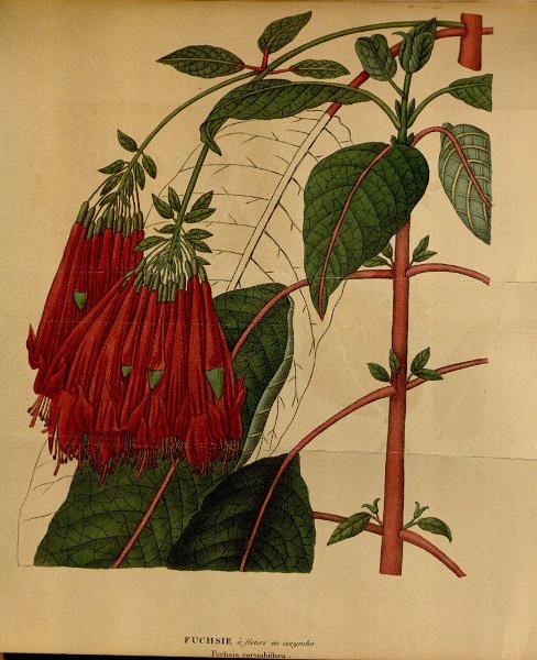 Fuchsia corymbiflora 1.JPG