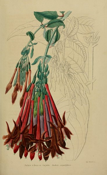 Fuchsia corymbiflora 2.JPG