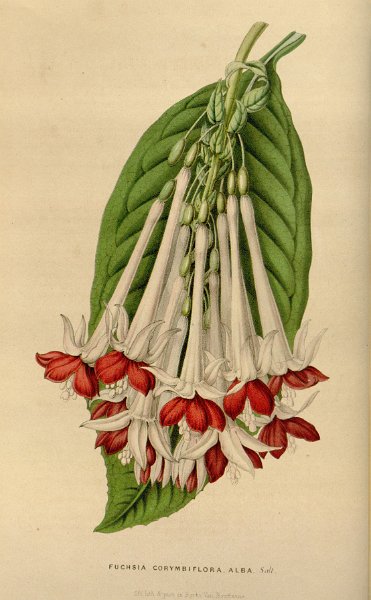 Fuchsia corymbiflora alba.JPG