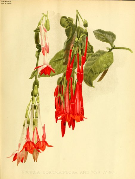 Fuchsia corymbiflora en var. alba.JPG