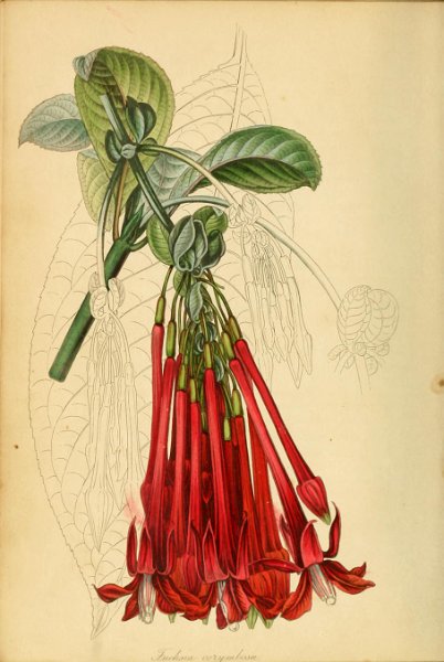 Fuchsia corymbosa.JPG