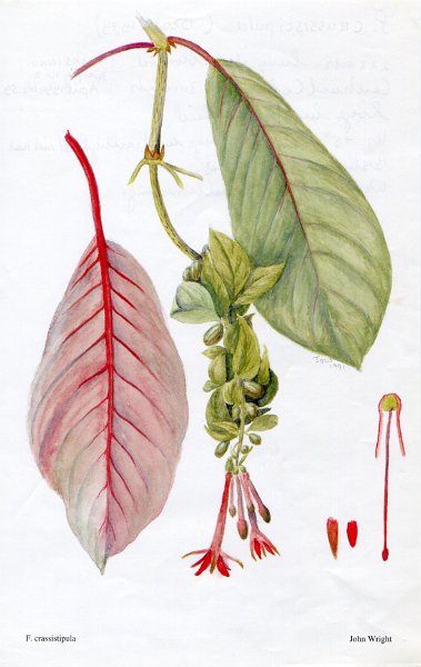 Fuchsia crassistipula.JPG