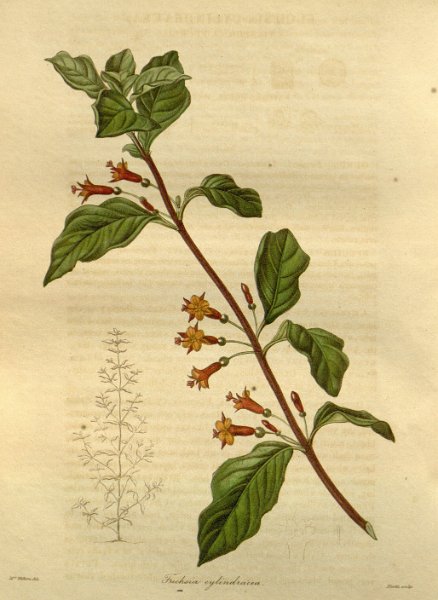 Fuchsia cylindracea.JPG