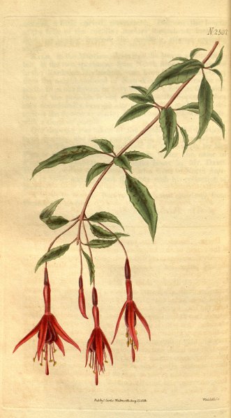 Fuchsia decussata.JPG