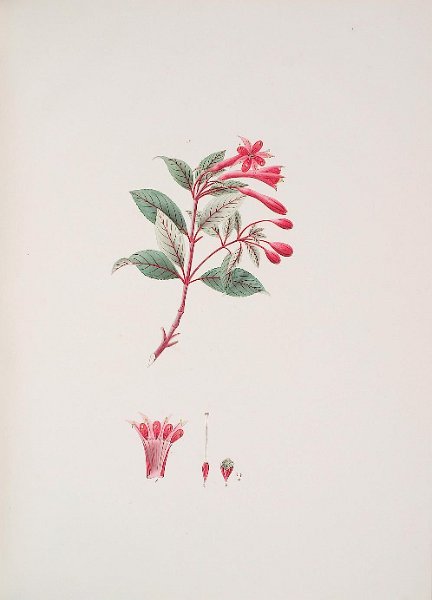 Fuchsia denticulata (drawing J.S. Kerner).JPG