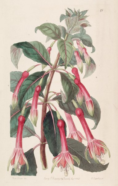 Fuchsia denticulata (drawing S.A. Drake).JPG