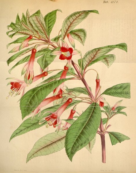 Fuchsia denticulata (drawing W.H. Fitch).JPG