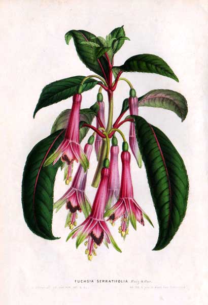 Fuchsia denticulata.JPG