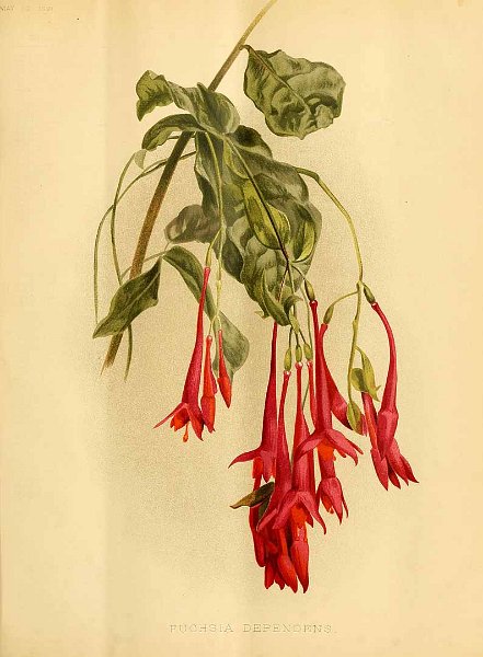 Fuchsia dependens.JPG