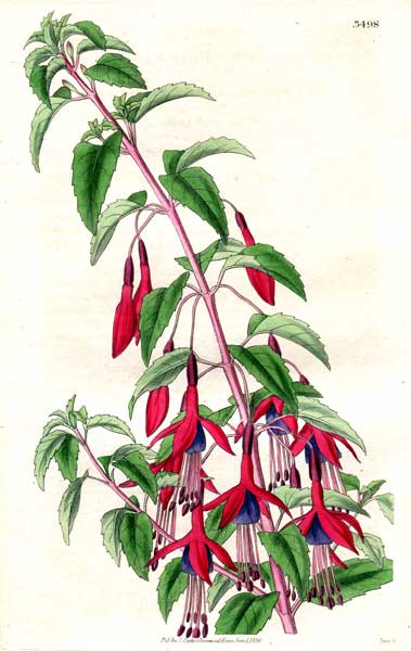 Fuchsia discolor.JPG