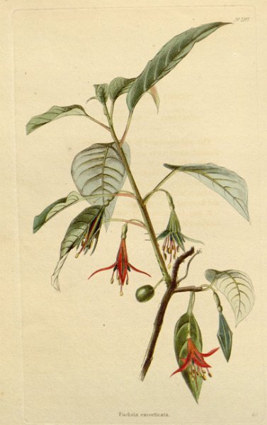 Fuchsia excorticata (drawing G. Cooke).JPG