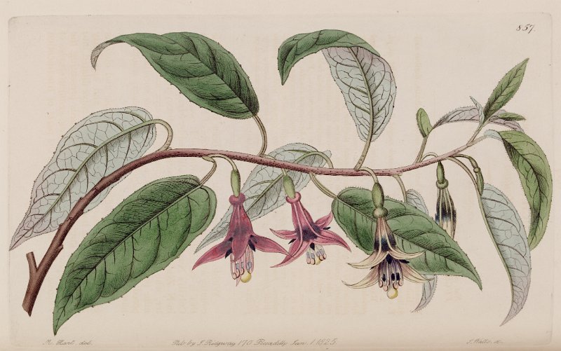 Fuchsia excorticata (drawing M. Hart).JPG