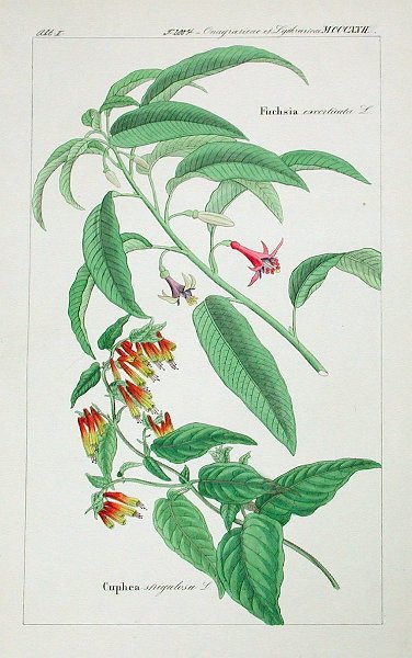 Fuchsia excorticata 1.JPG