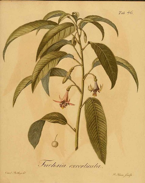 Fuchsia excorticata 2.JPG