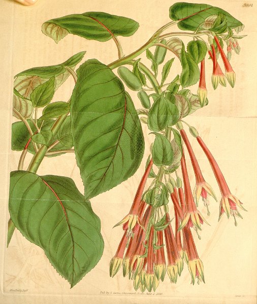 Fuchsia fulgens (drawing Dally).JPG