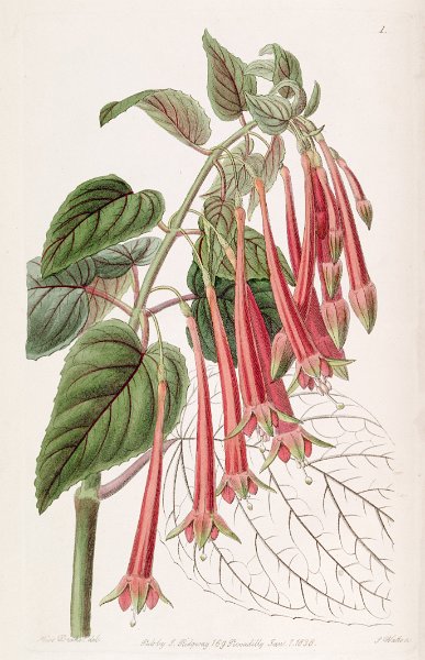 Fuchsia fulgens (drawing S.A. Drake).JPG