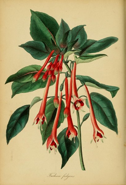 Fuchsia fulgens 2.JPG