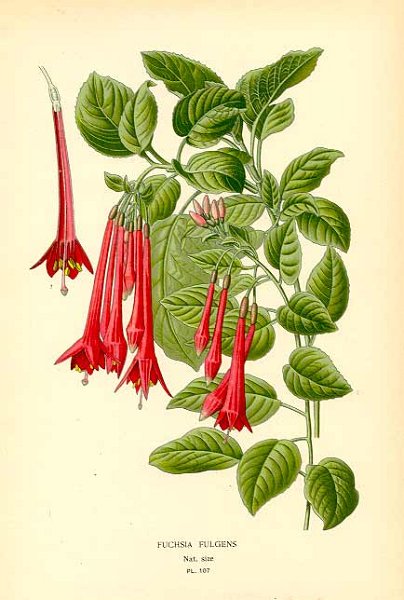 Fuchsia fulgens 3.JPG