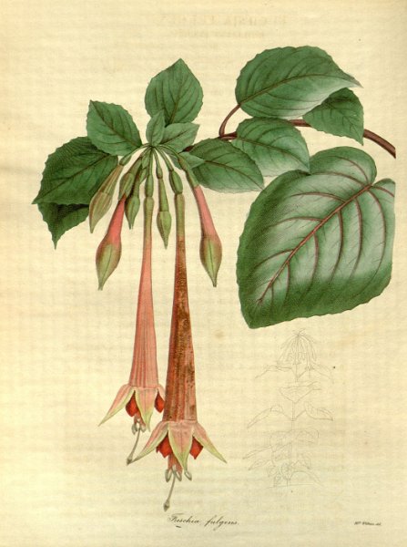 Fuchsia fulgens 4.JPG